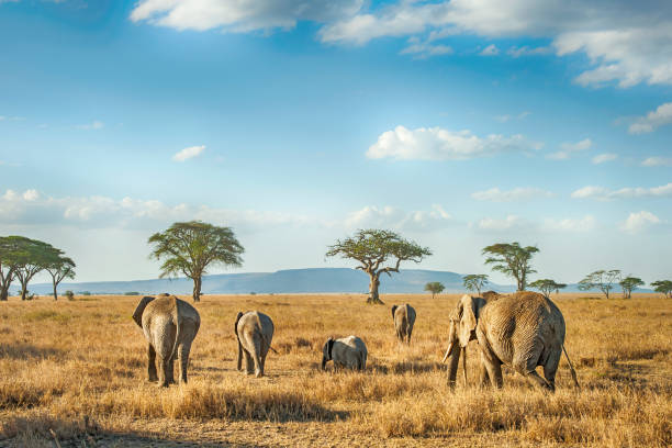 A herd of elephants walking on the Serengeti plains